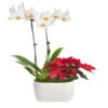 Classic Christmas Garden -Plant Seed Store 10IN Dot White Orchid with Yellow Lip and Red Poinsettia with Moss Topping 600x600 9b6a7df1 8d81 42a9 988c a05f1356a87e