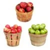 3-in-1 Apple Tree 2 3-in-1 Apple Tree -Plant Seed Store 3 in 1 Apple 600x600 9edf9e9a ce86 4b58 beb9 2946adf65064