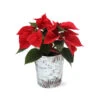 Red Poinsettia In Birch Pot -Plant Seed Store 4IN Birch Pot Red Poinsettia 600x600 1d127e40 98e5 4cf2 baf5 477701b37396
