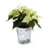 White Poinsettia In Birch Pot -Plant Seed Store 4IN Birch Pot White Poinsettia 600x600 492ecacd 240c 40aa be9f 86b09589bb76