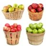 4-in-1 Apple Tree 2 4-in-1 Apple Tree -Plant Seed Store 4 in 1 Apple 600x600 f3045961 5398 4298 ab46 f05694ca30e3