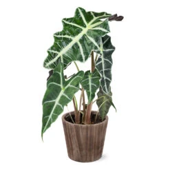 Alocasia Polly With Decorative Pot -Plant Seed Store 5IN Brown Wilson with Alocasia Poly e43f88d9 a535 43db b620 678cc676ce45