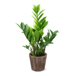 5-Inch ZZ Plant In Decorative Pot -Plant Seed Store 5IN Brown Wilson with ZZ