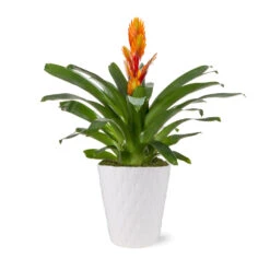 5-Inch Bromeliad In Decorative Pot -Plant Seed Store 5IN Evi Orange Intenso Bromeliad with Moss Topping