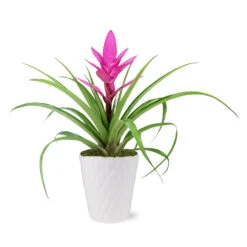 5-Inch Bromeliad In Decorative Pot -Plant Seed Store 5IN Evi Pink Antonio Bromeliad with Moss Topping 1
