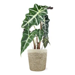 Alocasia Polly With Decorative Pot -Plant Seed Store 5IN Jute with Alocasia Poly 39282069 e2ce 4123 89c6 404869a804ad