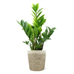 5-Inch ZZ Plant In Decorative Pot -Plant Seed Store 5IN Jute with ZZ 1a07c7a6 5ad0 44c5 b0da 41fcc0b7d538