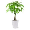 Money Tree In White Pot 2 Money Tree In White Pot -Plant Seed Store 5 inch Savannah White Money Tree 600x600 4ee4d8c6 1d40 407a 8f49 cba22f672e39