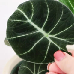 Alocasia Black Velvet 8 Alocasia Black Velvet -Plant Seed Store ALocasia Black Velvet FGT 5