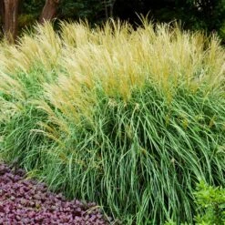 Adagio Maiden Grass -Plant Seed Store Adagio Madien Grass 3 FGT