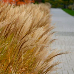 Adagio Maiden Grass -Plant Seed Store Adagio Madien Grass 7 FGT