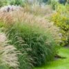 Adagio Maiden Grass -Plant Seed Store Adagio Madien Grass FGT 600x600 de825f1b 5b05 42aa 9a78 c9090da19d78