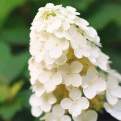 Alice Oakleaf Hydrangea 8 Alice Oakleaf Hydrangea -Plant Seed Store Alice Oakleaf Hydrangea 2