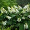 Alice Oakleaf Hydrangea 1 Alice Oakleaf Hydrangea -Plant Seed Store Alice Oakleaf Hydrangea FGT 600x600 114553d2 b957 41b8 81e9 36bf1662cd52