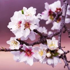 All-in-One Almond Tree -Plant Seed Store All in One Almond 3 213f37af fac9 49c5 8a19 0aa42ca679e9