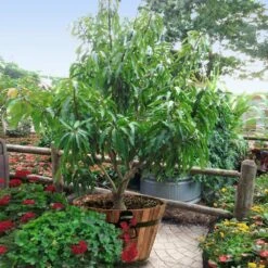 Alphonso Mango -Plant Seed Store Alphonso Mango 1 FGT