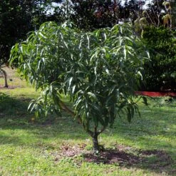 Alphonso Mango -Plant Seed Store Alphonso Mango 6 FGT