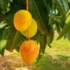 Alphonso Mango 1 Alphonso Mango -Plant Seed Store Alphonso Mango FGT 600x600 276d8cf8 8d09 4e9e a9a6 e75c33c90b10