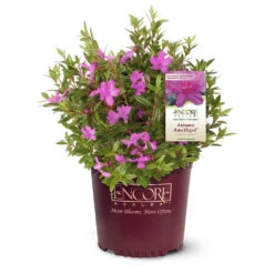 Autumn Amethyst® Encore® Azalea -Plant Seed Store Amathyst Encore Azalea 1