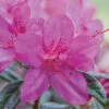 Autumn Amethyst® Encore® Azalea -Plant Seed Store Amathyst Encore Azalea 600x600 d5c85a1a 96c9 437b b713 6a0b44fcc575