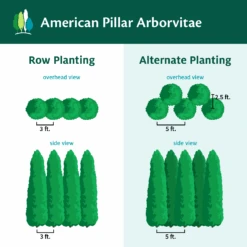 Full Speed A Hedge® American Pillar Arborvitae -Plant Seed Store AmericanPillarArborvitae