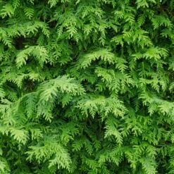 American Arborvitae -Plant Seed Store American Arborvitae