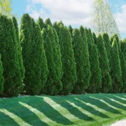 American Arborvitae -Plant Seed Store American Arborvitae 2 FGT
