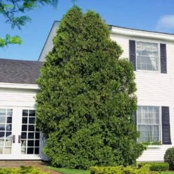 American Arborvitae -Plant Seed Store American Arborvitae 6