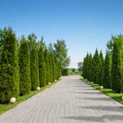 American Arborvitae -Plant Seed Store American Arborvitae 8 FGT