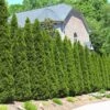 American Arborvitae -Plant Seed Store American Arborvitae FGT 600x600 66a6204b d353 41a4 b093 f749e6956bfc