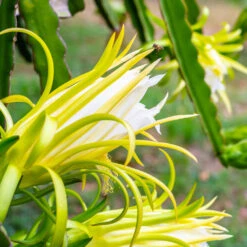 American Beauty Dragon Fruit -Plant Seed Store American Beauty Dragon Friuit 3