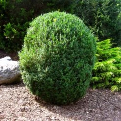American Boxwood Shrub -Plant Seed Store American Boxwood 1 FGT