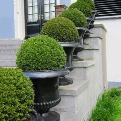 American Boxwood Shrub -Plant Seed Store American Boxwood 3 FGT