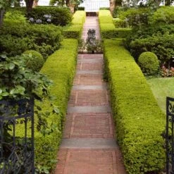 American Boxwood Shrub -Plant Seed Store American Boxwood 6 FGT