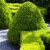 American Boxwood Shrub -Plant Seed Store American Boxwood FGT 600x600 b976cdb1 20b7 42ea 8427 cd442be88a38