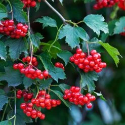American Cranberry -Plant Seed Store American Cranberry 1 FGT