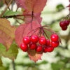 American Cranberry 2 American Cranberry -Plant Seed Store American Cranberry FGT 600x600 007512b8 bc65 48a1 bb66 6cc7f5ab7e70