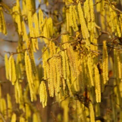 American Hazelnut Filbert -Plant Seed Store American Hazelnut 2