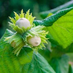 American Hazelnut Filbert -Plant Seed Store American Hazelnut 5 FGT