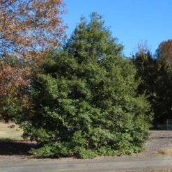 Greenleaf American Holly Shrub -Plant Seed Store American Holly Greenleaf 1 FGT