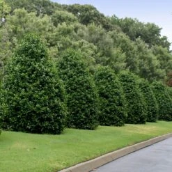 Greenleaf American Holly Shrub -Plant Seed Store American Holly Greenleaf 4