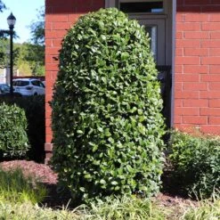 Greenleaf American Holly Shrub -Plant Seed Store American Holly Greenleaf 6 FGT