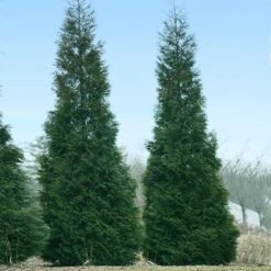 Full Speed A Hedge® American Pillar Arborvitae -Plant Seed Store American Pillar Arborvitae 1