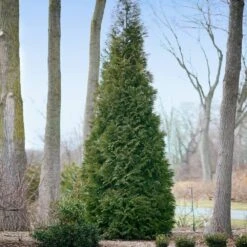 Full Speed A Hedge® American Pillar Arborvitae -Plant Seed Store American Pillar Arborvitae 2