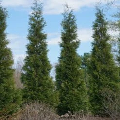 Full Speed A Hedge® American Pillar Arborvitae -Plant Seed Store American Pillar Arborvitae 3