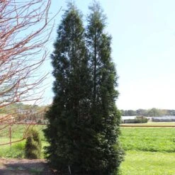 Full Speed A Hedge® American Pillar Arborvitae -Plant Seed Store American Pillar Arborvitae 5 FGT