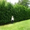 Full Speed A Hedge® American Pillar Arborvitae -Plant Seed Store American Pillar Arborvitae 600x600 15bd0c00 a879 48d7 a20e 597115f67062