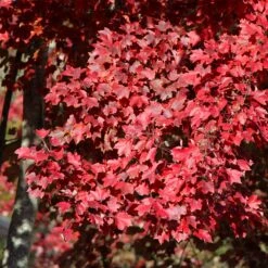 American Red Maple Tree -Plant Seed Store American Red Maple