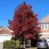 American Red Maple Tree -Plant Seed Store American Red Maple FGT 600x600 492d9cf8 88f9 4386 a55f fc705add88cf