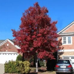 Plant Seed Store 14 American Red Maple Tree